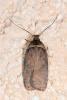 Agonopterix cnicella